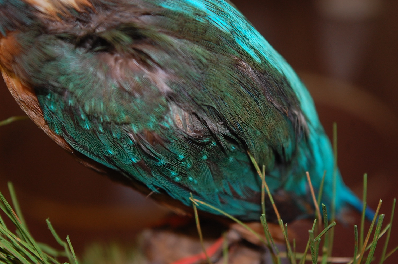 A taxidermy Kingfisher (Alcedo atthis) mounted on a branch, beneath a glass dome, on a painted - Image 6 of 7