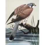 John Crank (1923-2008) Kestrel, the bird perched on the shores of a lake, its plumage foiled against