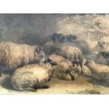 (19th Century) A sensitive study of Dumfriesshire Castlemilk Moorit sheep resting in a barn,