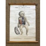 A 1947 anatomical wall chart by Adam Rouilly & Co entitled Chart No. 601F Foetal Circulation