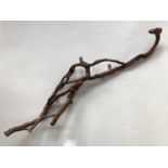 An antique rustic ivy-wood walking stick