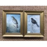(20th Century) Two early 20th century watercolour paintings of blackbirds, in a naturalistic