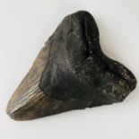 A fossil Carcharodon Megalodon tooth, 15 cm