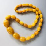 A single strand necklace of graded butterscotch amber beads, the largest of approximately 33 x 24