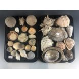 A large quantity of shells