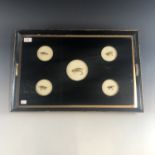 An ebonised tray with inset fishing flies