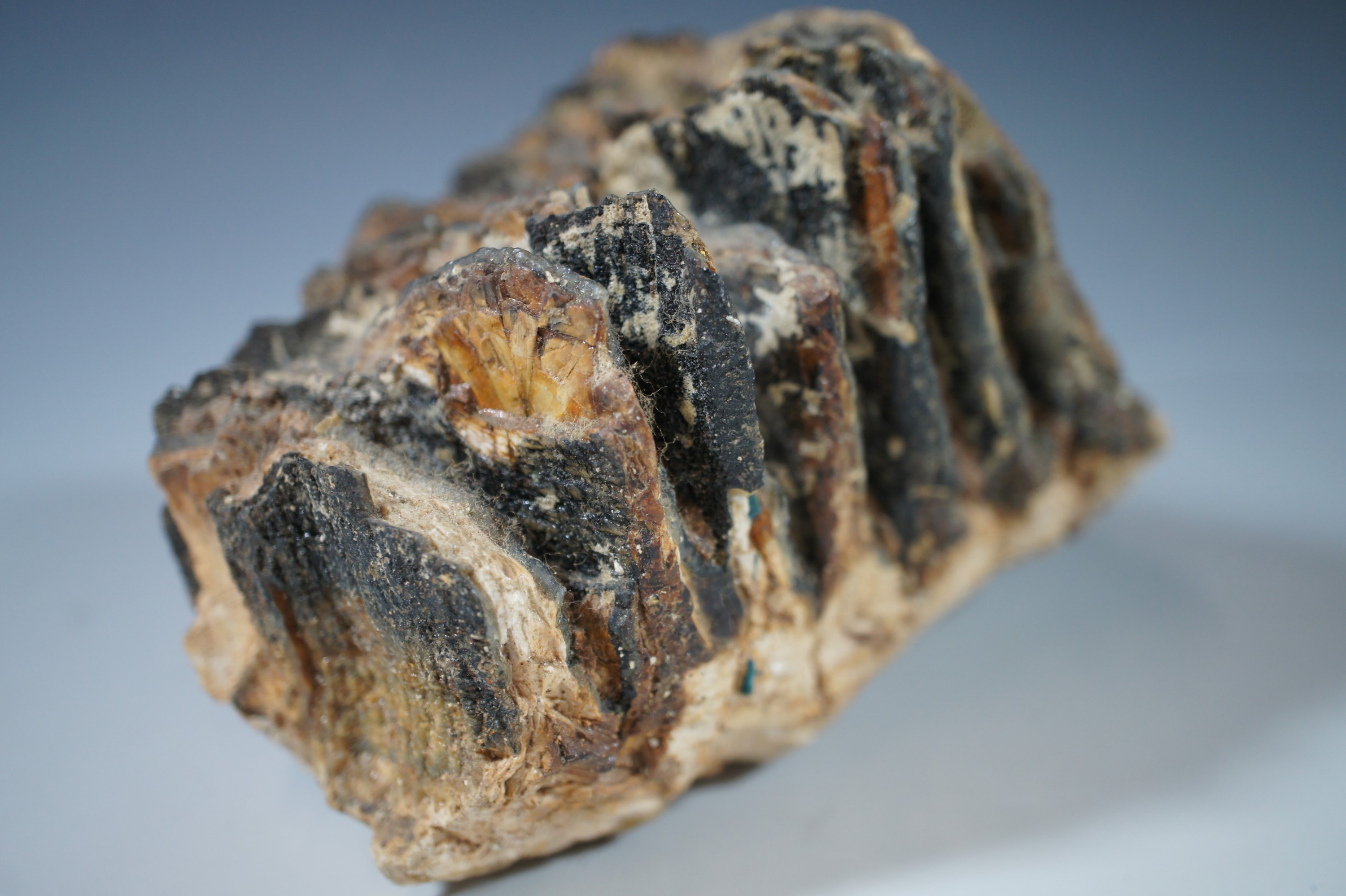 A fossilized mammoth's tooth