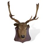 [Taxidermy] An antique stuffed and mounted deer's head