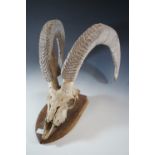 A set of rams' horns, 50 cm