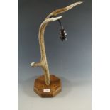 An antler lamp base