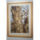 After Terance James Bond (b.1946) A large scale study of a tawny owl in a tree, signed limited