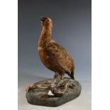 A taxidermy red grouse