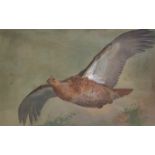 Archibald Thorburn (1860 - 1935) A large scale study of a greyhen grouse or blackcock at flight