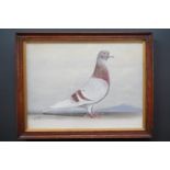 J*** Browne (19th Century) A portrait of a racing pigeon, oil on canvas board, signed and dated