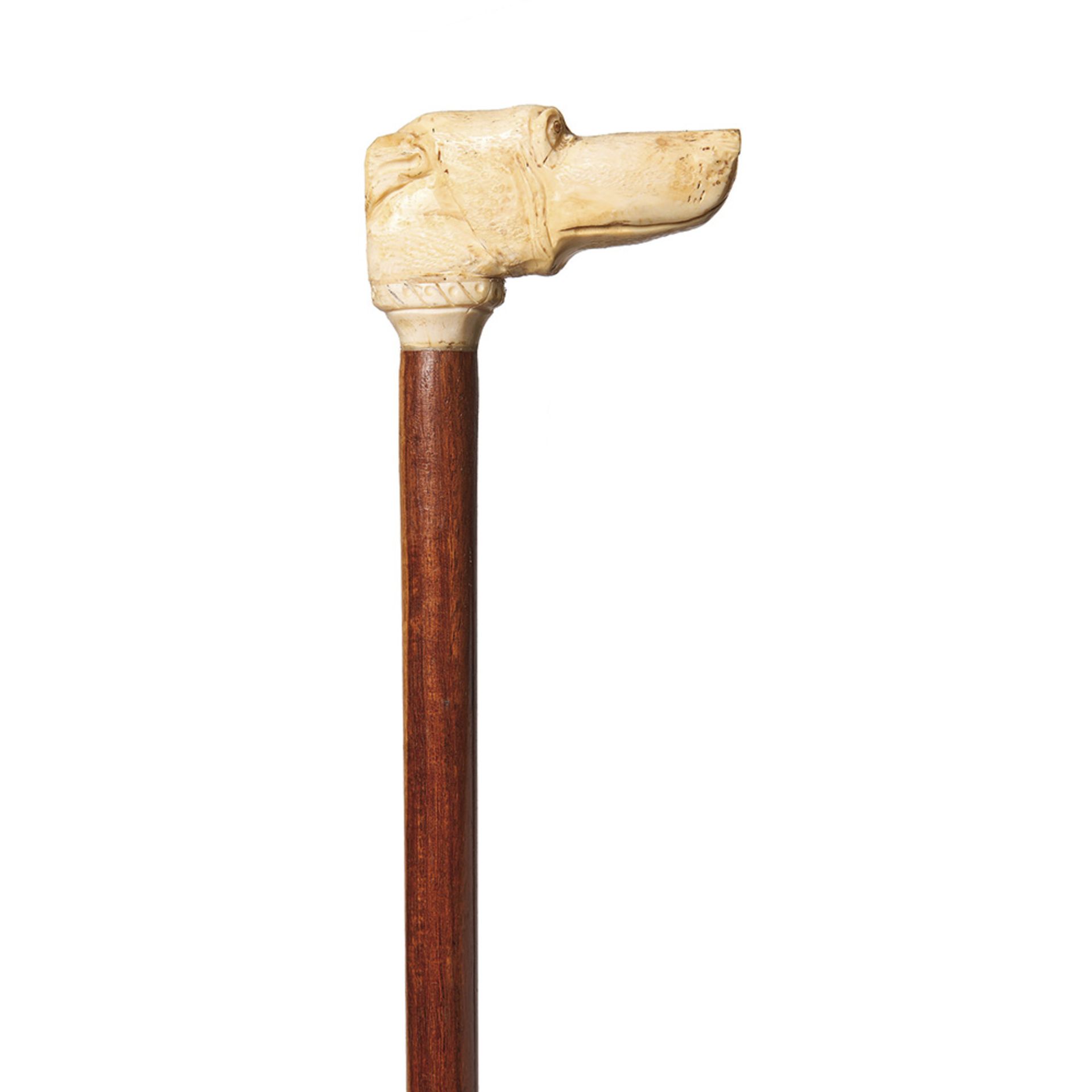 Bastón de paseo con empuñadura diseño cabeza canina en marfil tallado y vara en madera barnizada,