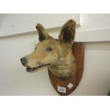 Taxidermy foxes head mounted on an oak shield