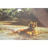 David Shepherd, artist signed Limited Edition coloured print, ' Indian Siesta ', published Solomon &