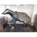 Taxidermy wooden and glass cased badger on naturalistic base, 32ins wide x 25ins high x 16ins deep