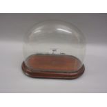 Oval glass dome on mahogany base