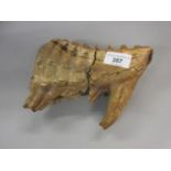 Large mammoth tooth specimen