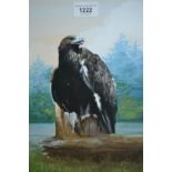 Gouache, study of an eagle on a tree stump, signed with initials