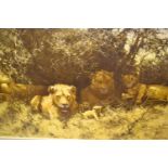 David Shepherd, signed coloured print, ' Pride of Lions ', 19.5ins x 29.5ins, framed