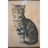 Framed pastel drawing, portrait of a cat, indistinctly signed, 20.5ins x 15.5ins