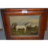 19th Century oil on millboard, portrait fo a white horse in a landscape, maplewood framed , 8ins x