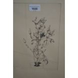 Donald MacKenzie, etching ' Still Life with Pepper Plant ', No. 1 of 50, signed and dated '74, 9.