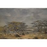 J.F. Adams, 20th Century oil on canvas, zebra in a landscape, signed, 25.5ins x 39.5ins, framed