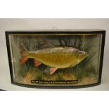 Mid 20th Century taxidermy fish, a 3lb rudd caught 1946, housed in a bowed case with label preserved