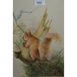 Daphne Ellman, monogrammed gouache painting, study of a squirrel on a pine tree, 14.5ins x 13ins