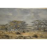 J.F. Adams, 20th Century oil on canvas, zebra in a landscape, signed, 25.5ins x 39.5ins, framed