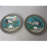 Pair of Japanese cloisonne plates decorated with cranes and flowering shrubs on a blue ground, 9.