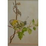 Folder containing a quantity of 19th Century and later watercolours, still life and botanical