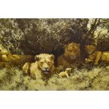 David Shepherd, framed coloured print of lions, signed by the artist to the bottom left in pen,