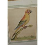 Four 18th Century engravings, study of exotic birds (Eleazar Albin, 1735), and other engravings