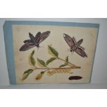 Attributed to Eleazar Albin, antique watercolour, study of moths and pupae, inscribed verso ' The