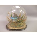 Taxidermy, 19th Century preserved and mounted kingfisher beneath a glass display dome, together with