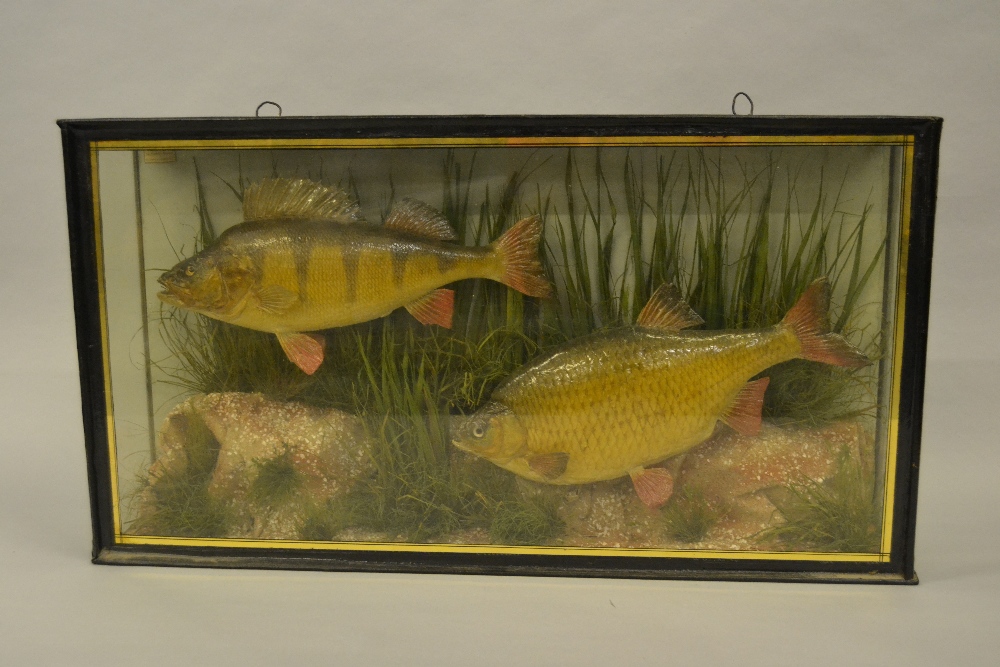 Early 20th Century taxidermy cased perch and rudd in naturalistic setting, label for J. Cooper &