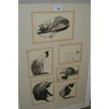 Six ink and watercolour drawings, studies of a Siamese cat, monogrammed P.R., dated '63, (housed