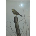Simon Turvey, watercolour, a yellow hammer on a wooden post in silver gilt frame, signed, 15.5ins