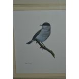 Simon Turvey, watercolour, a black cap on a branch with wash line mount and gilt frame, signed, 6ins