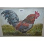 Martin Coyless, pastel study of a cockerel, 13ins x 15ins, framed