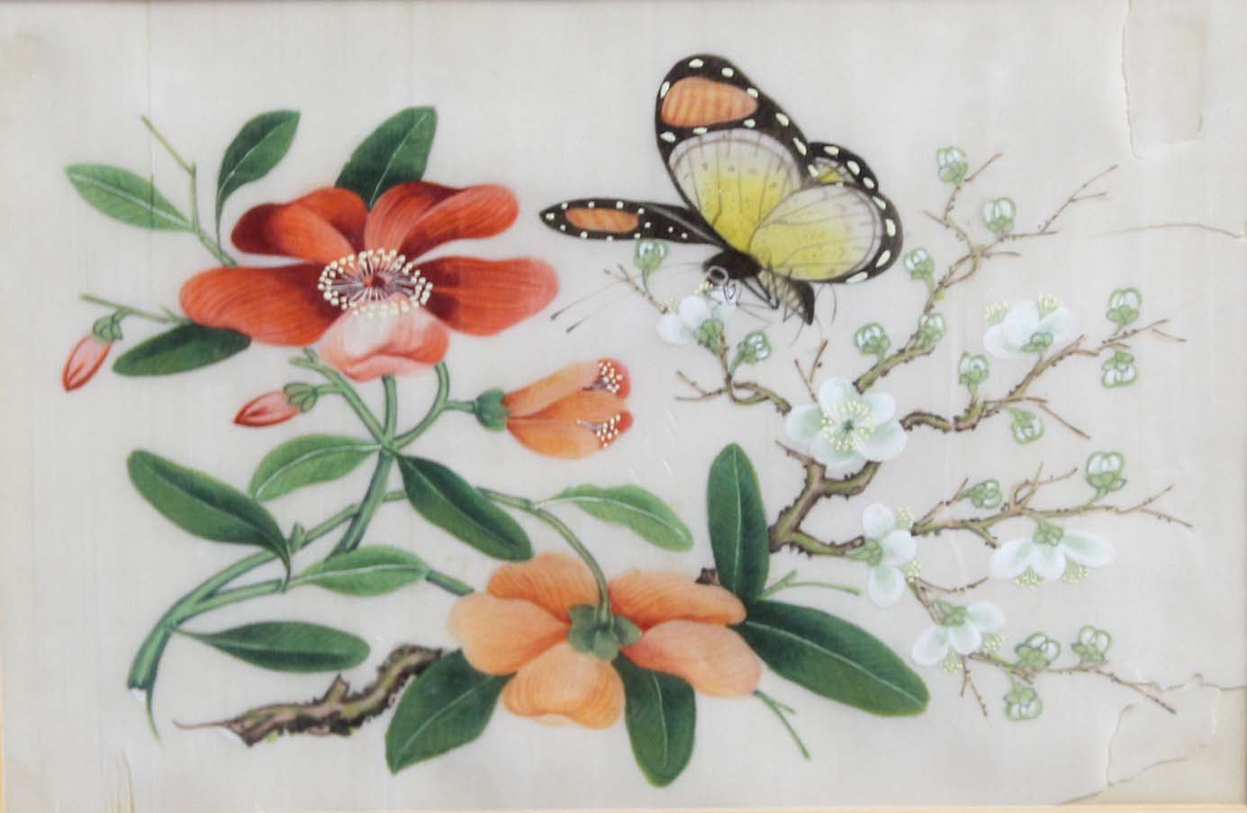 SET OF FOUR CHINESE PITH OR RICE PAPER PAINTINGS, of butterflies amongst flowers, 17cm x 22cm; - Image 2 of 2