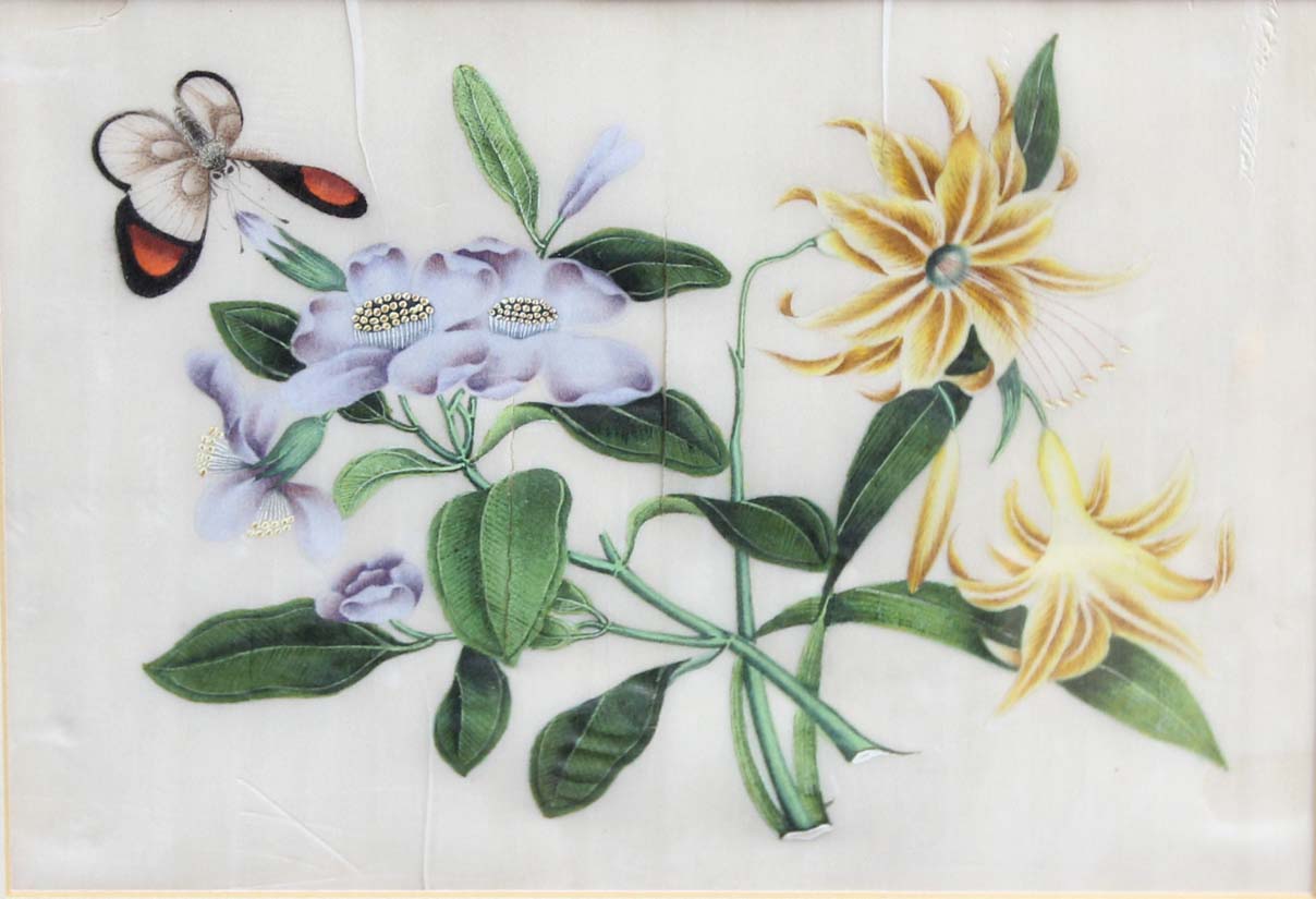 SET OF FOUR CHINESE PITH OR RICE PAPER PAINTINGS, of butterflies amongst flowers, 17cm x 22cm;