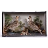 CASED GOLDEN PLOVERS 2 Golden Plover specimens, with a painted background. In a glazed and wooden