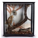 CASED BARN OWL a Barn Owl mounted on a tree branch, with a painted background and in a glazed and
