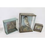 CASED TAXIDERMY a Little Grebe mounted in a wooden and glazed case, also with a pair of cased Haw