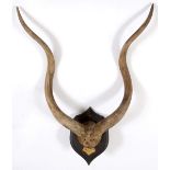 ROWLAND WARD - GREATER KUDU a Greater Kudu horns and skull, mounted on a wooden shield. With a small